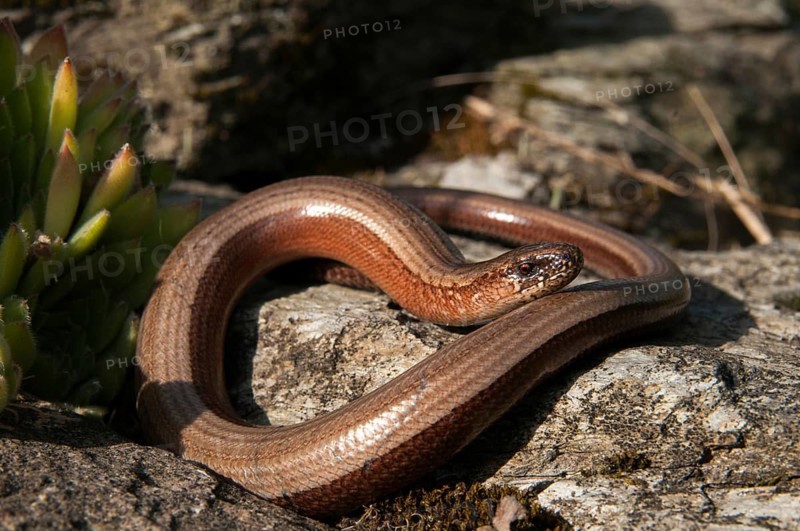 Anguis fragilis, slow worm, western slow worm, blindworm, critters, deaf adder, dry-stone wall, lizards, hazelworm, reptiles, lizards, long-cripple, reptilia, reptiles, slowworm, drywall
