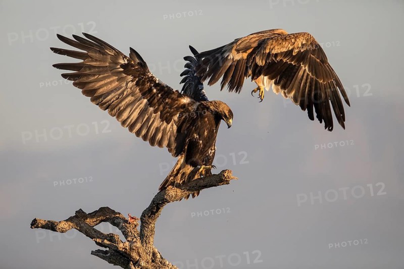 Iberian Eagle (Aquila adalberti), Spanish imperial eagle, Extremadura, Castilla La Mancha, Spain