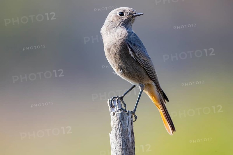 Redtail (Phoenicurus ochruros) Germany
