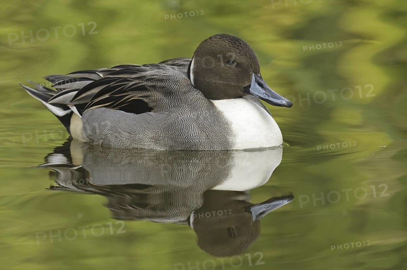 Northern Pintail (Anas acuta) male, Arizona, USA