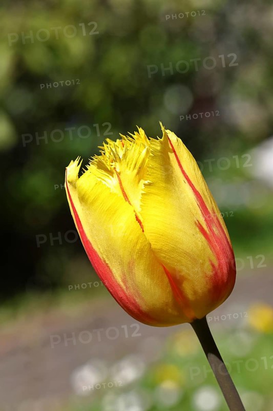 Tulip blossom (Tulipa), yellow-red blossom, in a garden, close-up, inflorescence, early bloomer, spring, Wilnsdorf, North Rhine-Westphalia, Germany