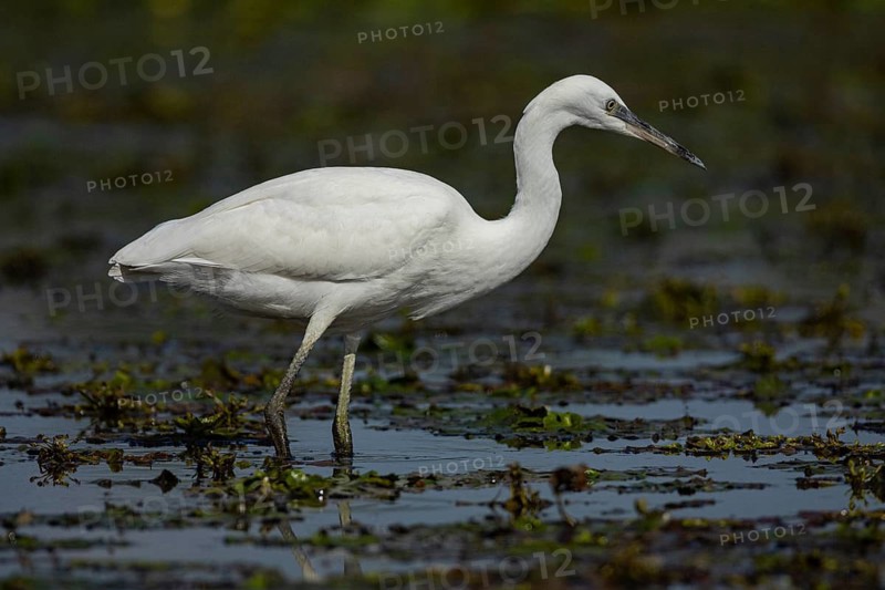 Little Egret (Egretta garzetta) Hungary