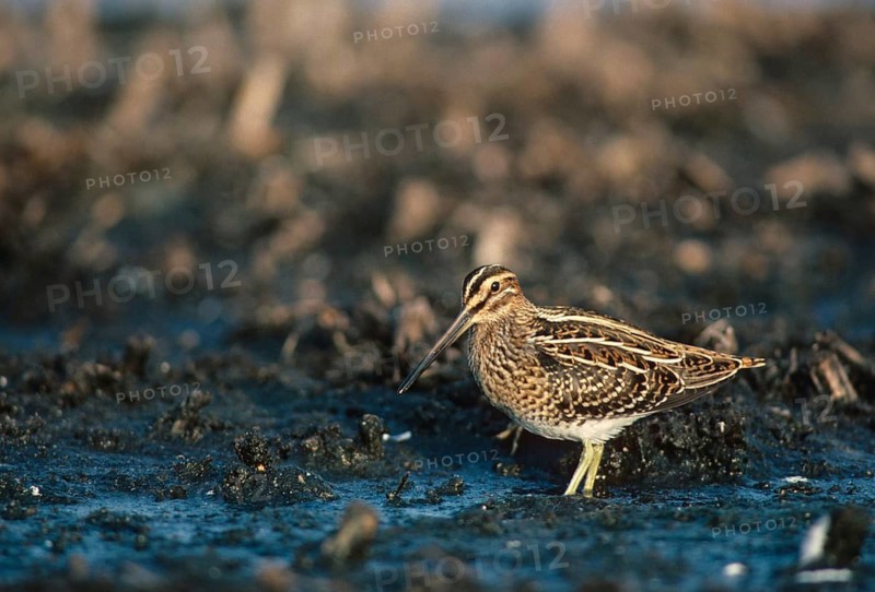 Common snipe, gallinago gallinago, snipe, birds, charadriiformes, leo, limicols, snipe birds, scolopacidae, birds, waders, waders