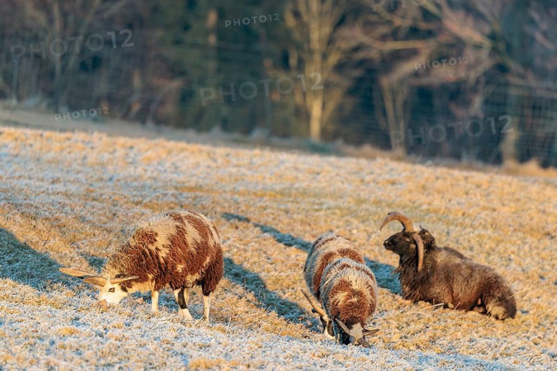 Three female Jacob sheep (Ovis ammon F. aries) are grazing at sunrise on a meadow covered with hoarfrost. A ram is lying behind them on the meadow. Austria