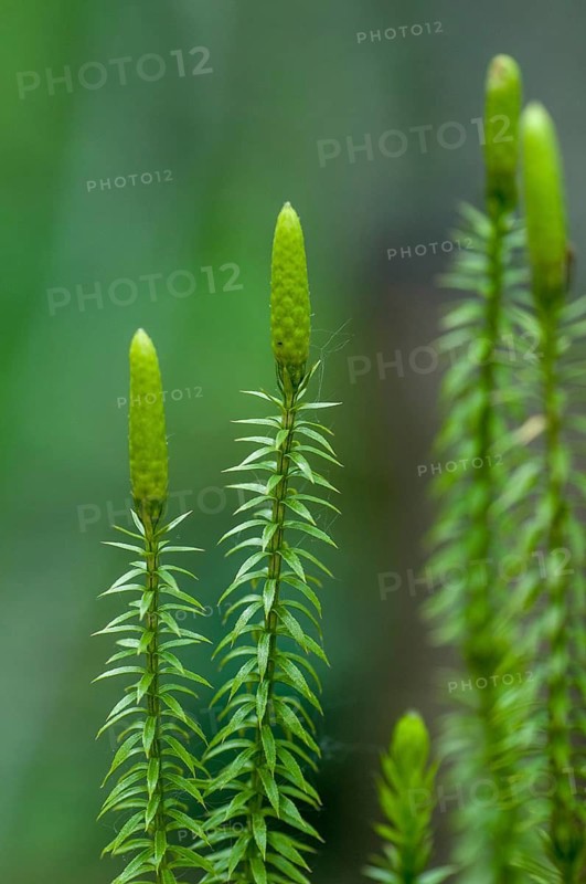 Bear lobe, Finland, Lycopodiaceae, Lycopodium annotinum, snake bear lop, sprouting bear lop, forest bear lop, flora, high size, portrait format, interrupted club moss, plants, Stiff club moss