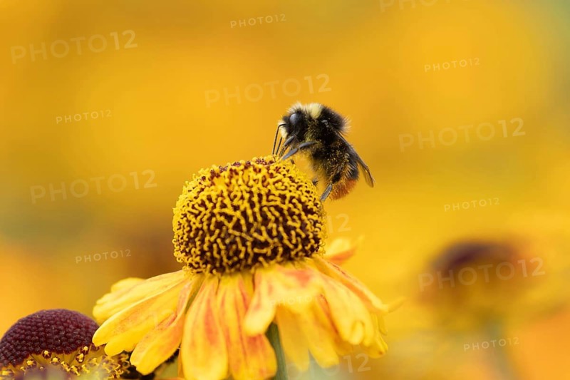 Early bumblebee (Bombus pratorum) adult bee insect feeding on a garden Helenium flower in summer, Suffolk, England, United Kingdom