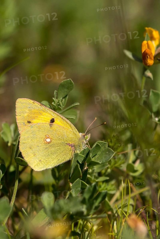 Clouded Yellow, Colias Crocea, Colias Croceus, Granelli, Italy, Pantani Cuba and Longarini, Post Squirrel, Migratory Yellow, Migratory Bird Sanctuary, Pantani Cuba & Longarini Migratory Bird Sanctuary, High Size, Portrait, Insects, Insects, Italy, Butterfly, Sicily, Foundation for Biodiversity, Butterflies