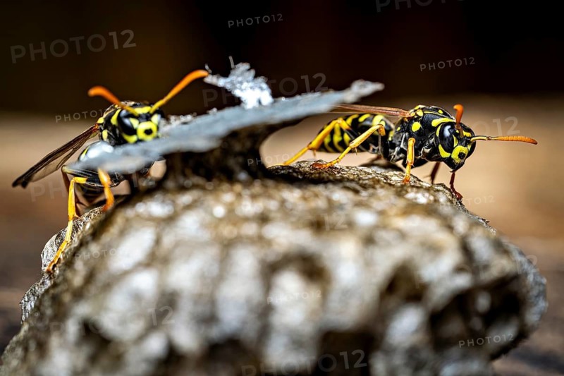 Two wasps resting on their nest in a detailed close-up, field wasps on their abandoned nest near Herleshausen, Germany (Polistinae)