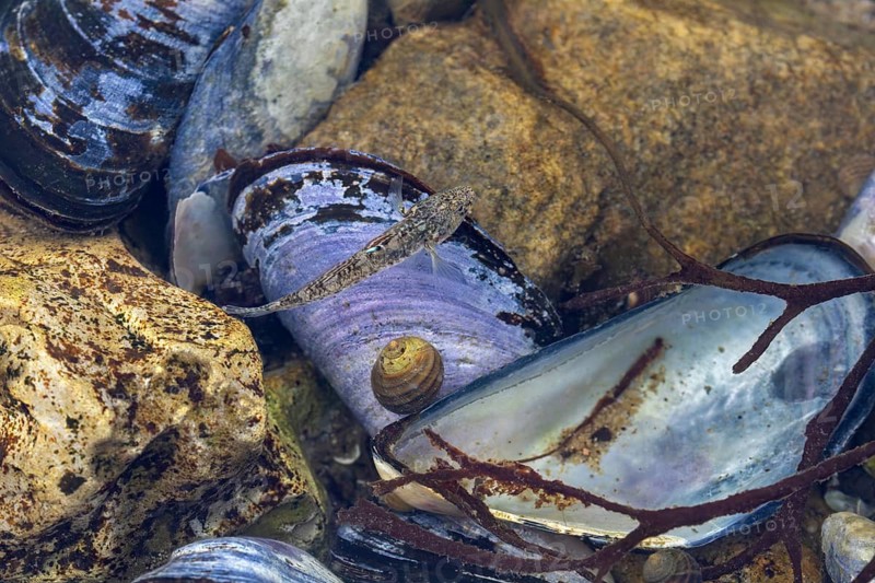 The male sand goby (Pomatoschistus minutus) is perfectly camouflaged in its habitat, mussel bank, edible, camouflage, beach, Baltic Sea, June, Denmark