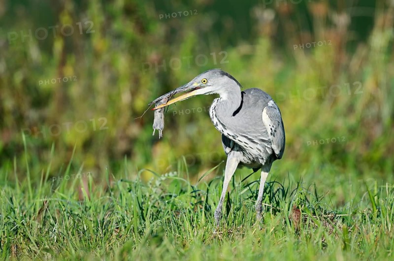 Grey heron (Ardea cinerea) standing in a meadow with a captured field mouse in its beak, North Rhine-Westphalia, Germany