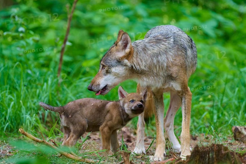 An alert wolf stands next to a playful puppy in a green forest, summer, wolf (Canis lupus), Germany