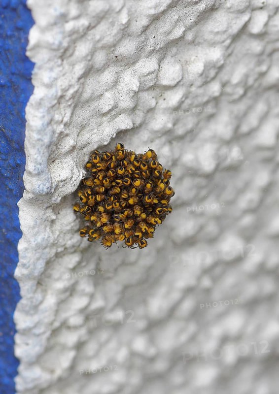 Garden cross spider, garden cross spider, garden cross spiders (Araneus diadematus), young animals in a cocoon, on a house wall, North Rhine-Westphalia, Germany