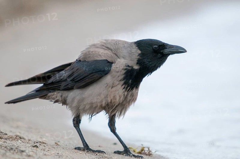 Corvus cornix, hooded crow, birds, corvidae family of birds, passeri, corvids, songbirds, birds