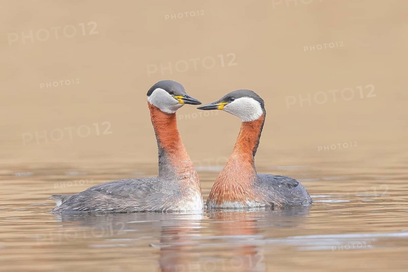 Red-necked Grebe (Podiceps grisegena), pair mating, grebe, shallow water zone, wildlife, nature photography, Baltic Sea, Baltic Sea island of Fehmarn, East Holstein, Schleswig-Holstein, Germany