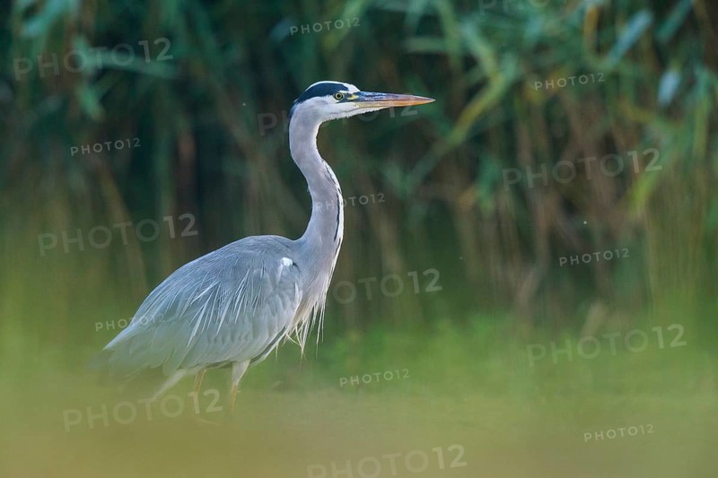Grey Heron (Ardea cinerea) foraging, North Rhine-Westphalia, Germany