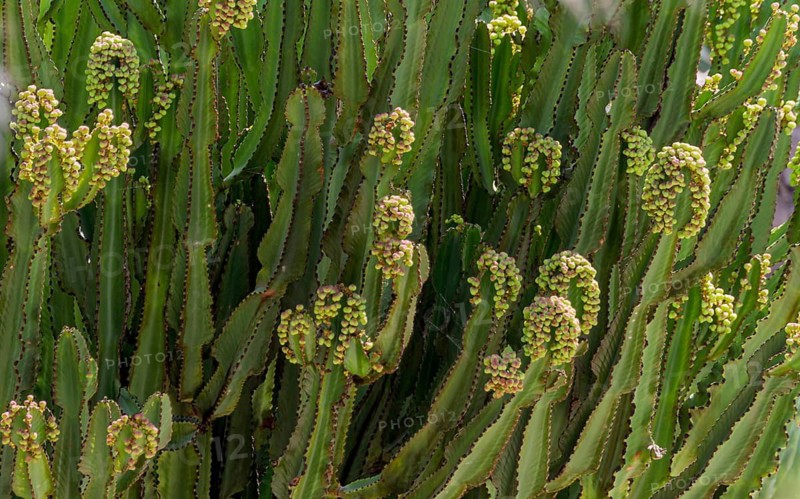 Candelabra spurge (Euphorbia ingens or Euphorbia candelabrum), a succulent species often referred to as candelabra tree, Fuerteventura, Canary Islands, Spain