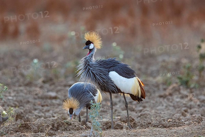 Crowned Crane (Balearica regulorum) and Worthog searching food South Luangwa NP Zambia August