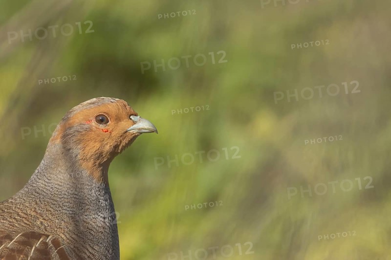 Grey or English or Hungarian partridge (Perdix perdix) adult game bird head portrait, Suffolk, England, United Kingdom