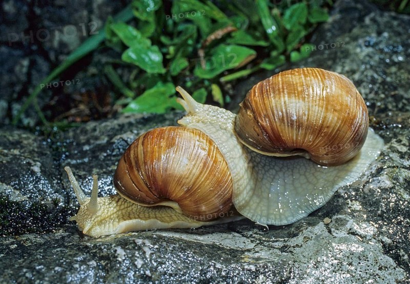 Burgundy snail, helix pomatia, roman snail, vineyard snail, couple, gastropoda, mollusca, molluscs, mating prelude, snails, molluscs