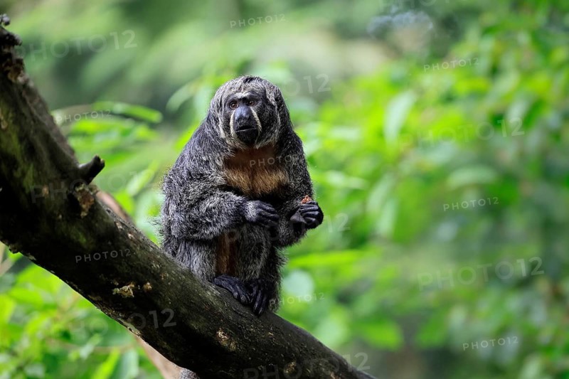 White-headed saki (Pithecia pithecia), pale-headed saki, adult, female, sitting, tree trunk, alert, food, South America