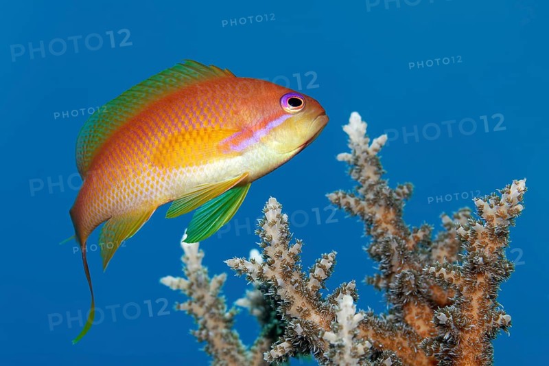 Jewelled flag perch, also known as sea goldie or scaly-fin flag perch (Pseudanthias squamipinnis), portrait, male, over Acropora stony coral (Scleractinia), Red Sea, Panorama Reef, Port Safaga, Egypt