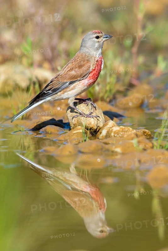 Acanthis cannabina, bloodtail, linaria cannabina, linnet, bath, bird bath, birds, hanfling, male, mirror, male, passeri, songbirds, songbirds, reflection, drinking, birdbath, birds, watering place