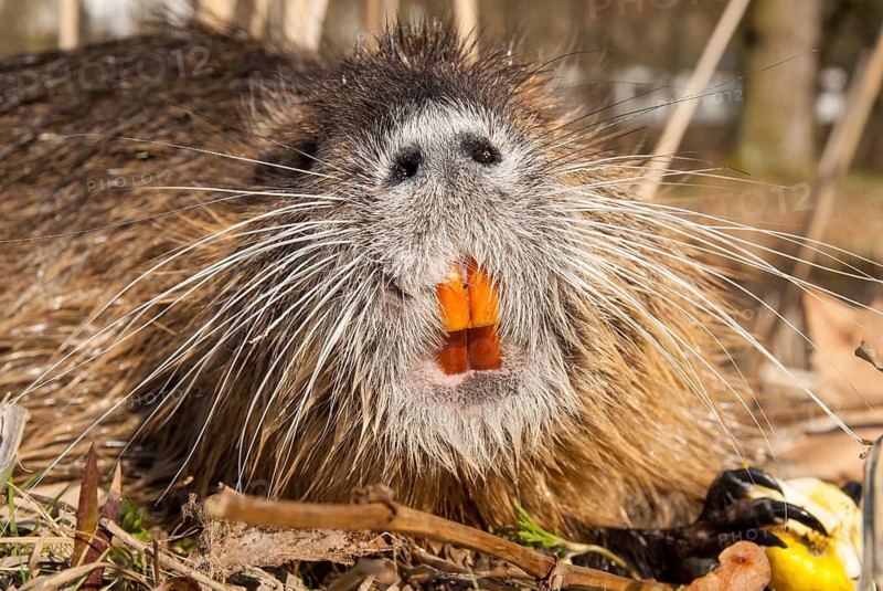 Beaver rat, coypu, myocastor coypus, rodents, nutria, rodentia, swamp beaver, mammals, rodents, mammals