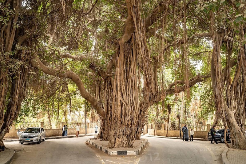 Huge banyan tree on Zamalek island in Cairo, Egypt