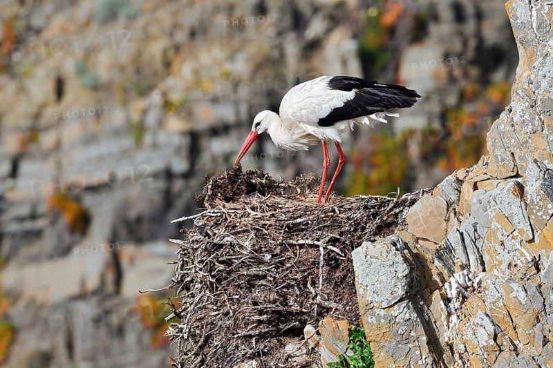 White stork (Ciconia ciconia) standing on a nest on the rocky coast, Parque Natural do Sudoeste Alentejano e Costa Vicentina, Alentejo, Portugal