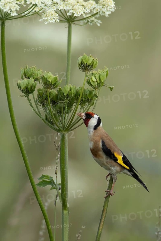 European goldfinch (Carduelis carduelis) adult bird feeding on a Hogweed seedhead, England, United Kingdom