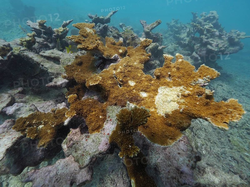 Moose-antler coral (Acropora palmata) in various shades of brown, some of which is dead, spreads across the rocky seabed, dive site: John Pennekamp Coral Reef State Park, Key Largo, Florida Keys, Florida, USA
