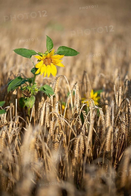 Asteraceae, annual sunflower, common sunflower, helianthus annuus, daisy, common sunflower, flora, high size, vertical format, plants, sunflower, sunflower