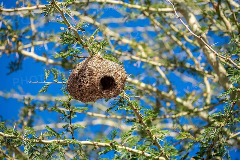 Many weaver bird nests hang in trees, Addo Elephant National Park, Eastern Cape, South Africa