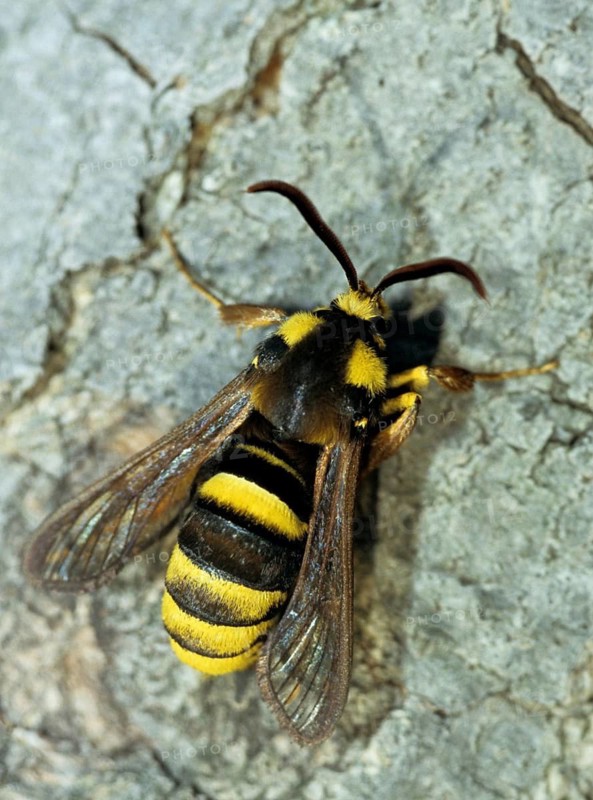 Hornet moth, hornet glass wing, hornet swarmer, sesia apiformis, sesiidae, butterfly, glass wing, high size, portrait format, insects, butterfly