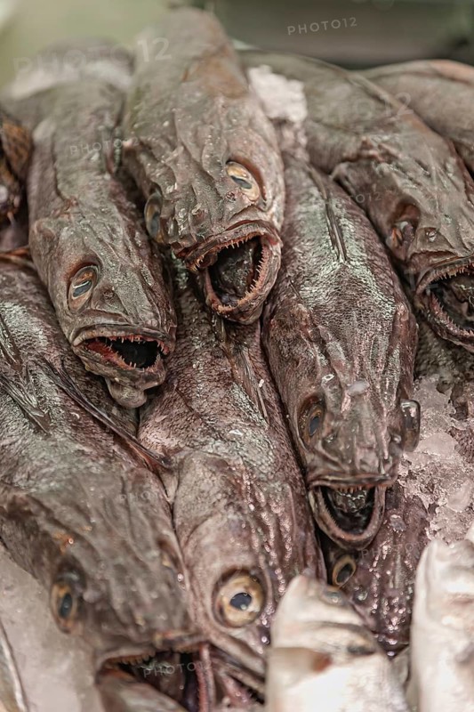 Fresh hake (Merluccius) for sale, Majorca, Balearic Islands, Spain