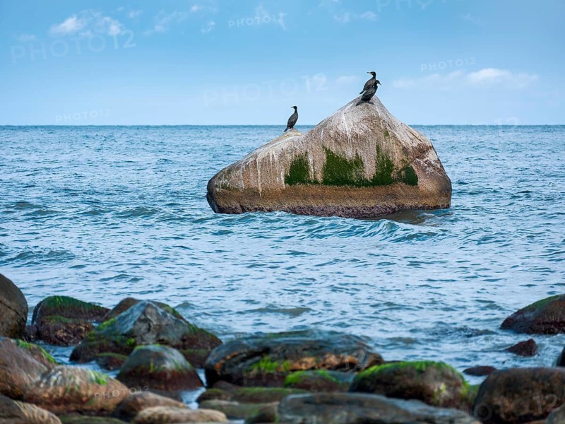 Cormorants sit on a large boulder on the rocky beach of the Baltic Sea, Jasmund National Park, Rügen Island, Mecklenburg-Western Pomerania, Germany