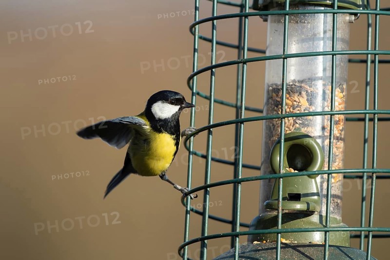 Great tit (Parus major) adult garden bird on a squirrel proof bird seed feeder, Suffolk, England, United Kingdom