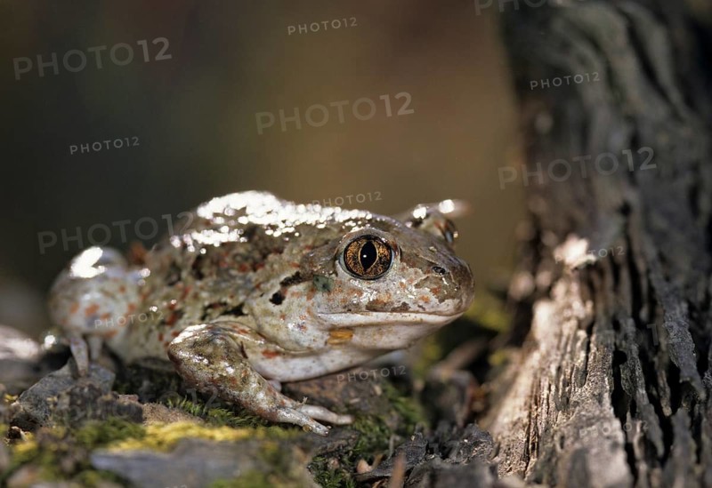 Common spadefoot, garlic toad, pelobates fuscus, amphibians, amphibians, ffh, toads, amphibians, toads