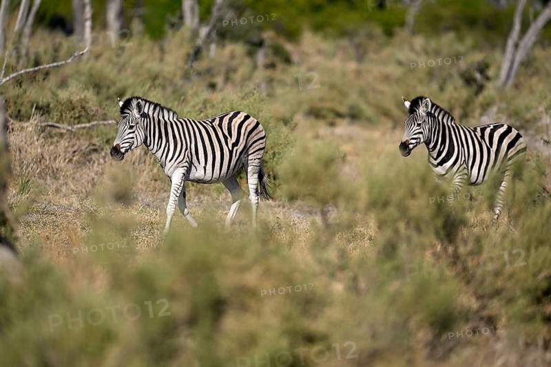 Plains zebras (Equus quagga) near Atzaró Camp, Okavango Delta, North-West District, Botswana