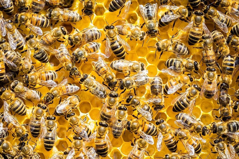 Honeybee, honeybees, honeycomb, (Apis), beehive, hive, honey, bee colony