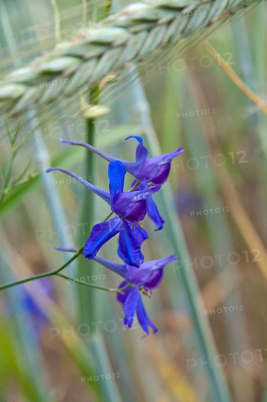 Larkspur, Consolida Regalis, Field Larkspur, Field Larkspur, Forking Larkspur, Ranunculaceae, Delphinium, Rocket Larkspur, Field Edge, Field Edge, Flora, High Size, Portrait, Plants, Plants, Summer, Summer