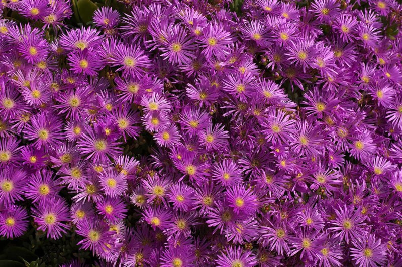 Noon flower (Delosperma), St Michael's Mount, Cornwall, England, Great Britain, United Kingdom