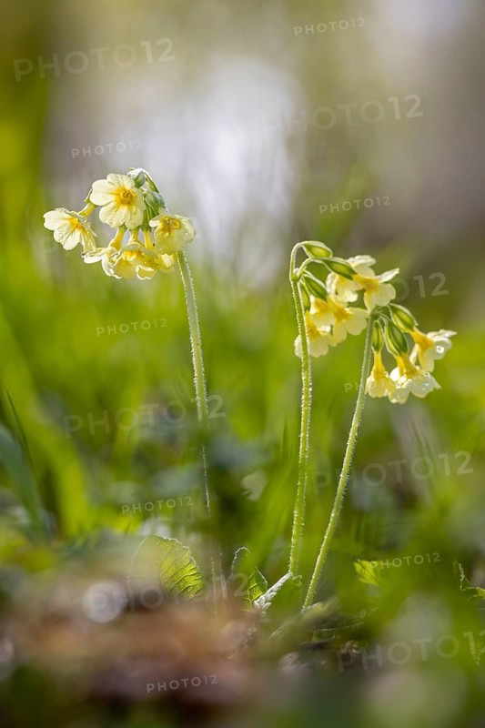 True oxlip (Primula elatior) yellow perennial flowering in forest in spring