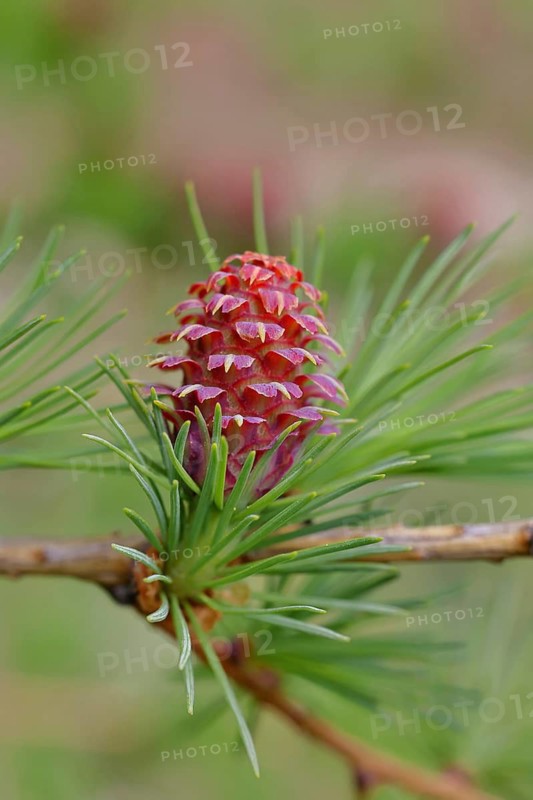 Female flower of larch (Larix decidua), larch blossom, growing into cones, close-up, spring, spring, Wilnsdorf, North Rhine-Westphalia, Germany