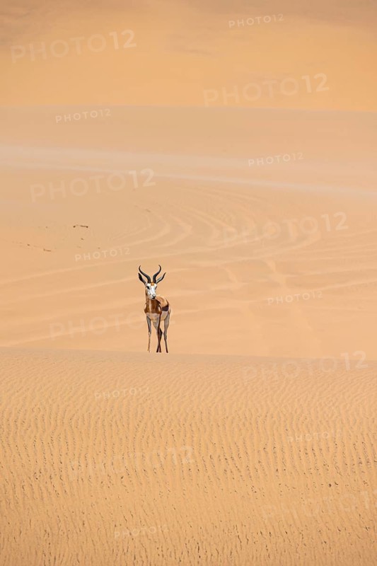 Springbok (Antidorcas marsupialis) on a sand dune, Namib Desert, Namib Naukluft Park, Namibia