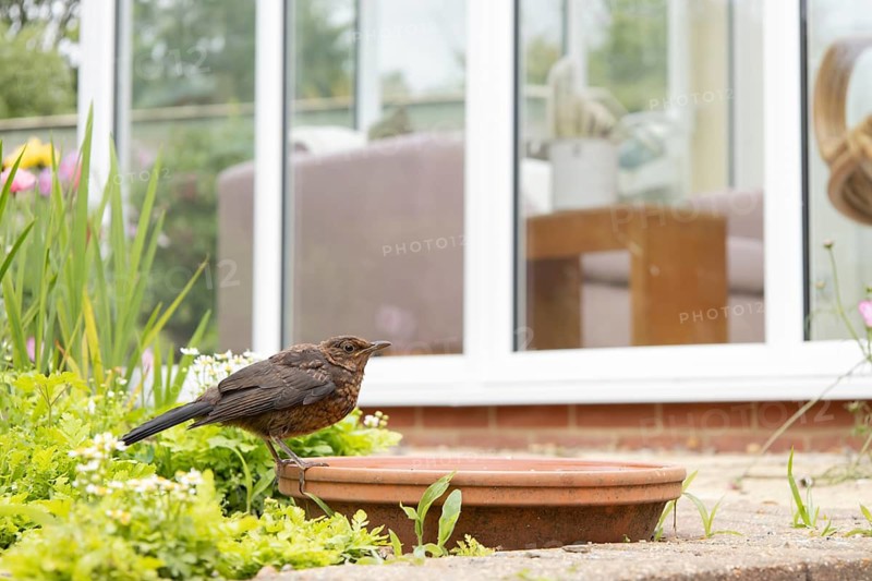 European blackbird (Turdus merula) juvenile female bird on a garden plant saucer filled with water for drinking in summer, Suffolk, England, United Kingdom