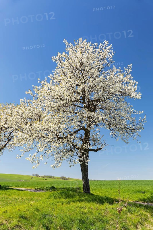 Cherry tree (prunus) in blossom, Saxon Switzerland, Saxony, Germany
