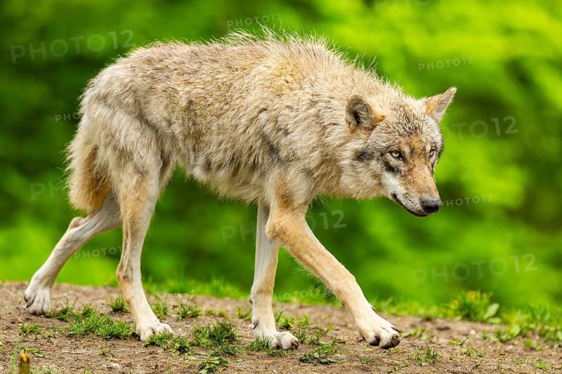 Eurasian wolf (Canis lupus lupus) in a forest, Austria