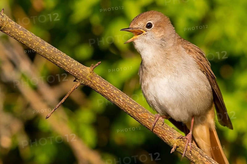 Nightingale, (Luscinia megarhynchos), animals, bird, songbird, family of passerines, classification as thrush and flycatcher, Nahe valley, Bad Kreuznach district, Rhineland-Palatinate, Federal Republic of Germany