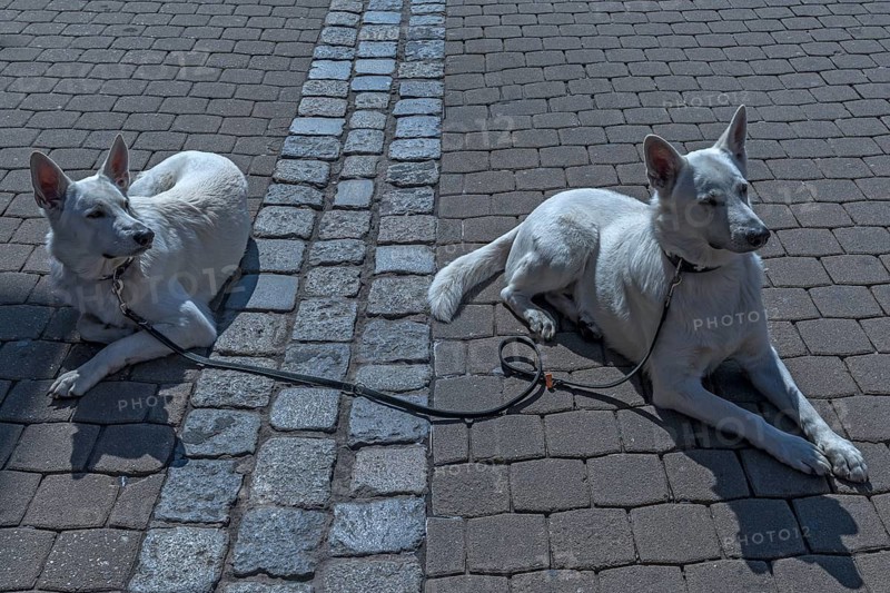 Swiss herding dogs wait in a pedestrian zone, Bavaria, Germany